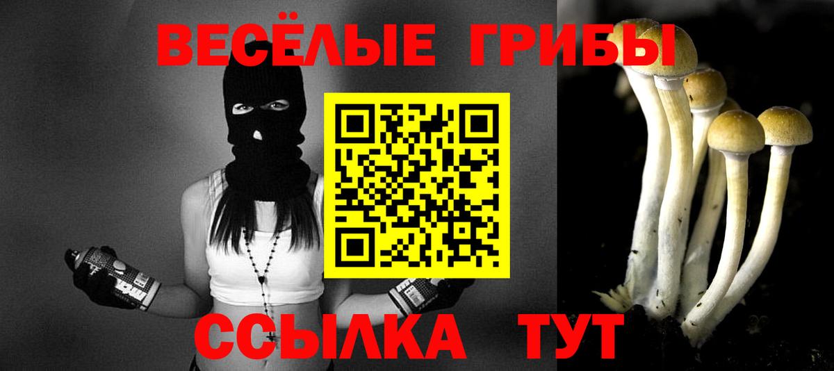 Курчалой  Галлюциногенные грибы Psilocybe  Вход с VPN 